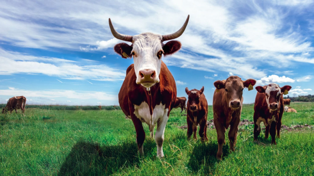 A field of cows, a common sight in rural America.