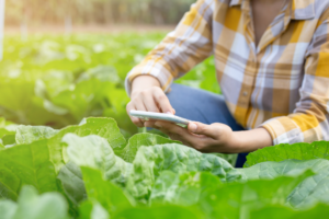 A farmer crouches among rows of leafy crops while using a smartphone, illustrating the role of mobile connectivity in modern agricultural operations.