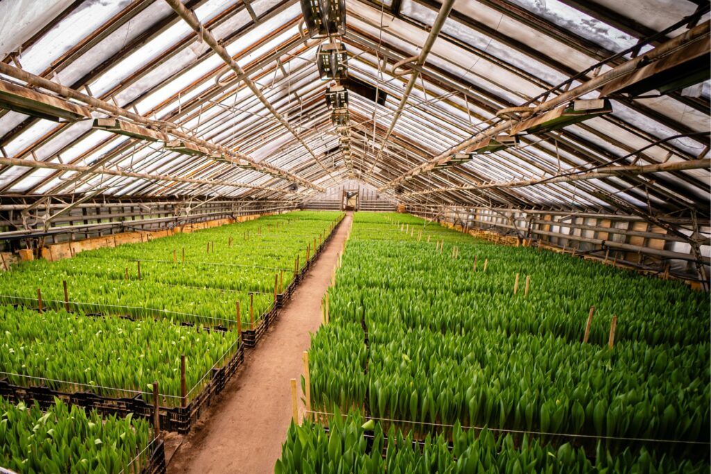 Interior of a greenhouse growing operation, with rows of green plants extending toward the far end of the structure under a glass roof.