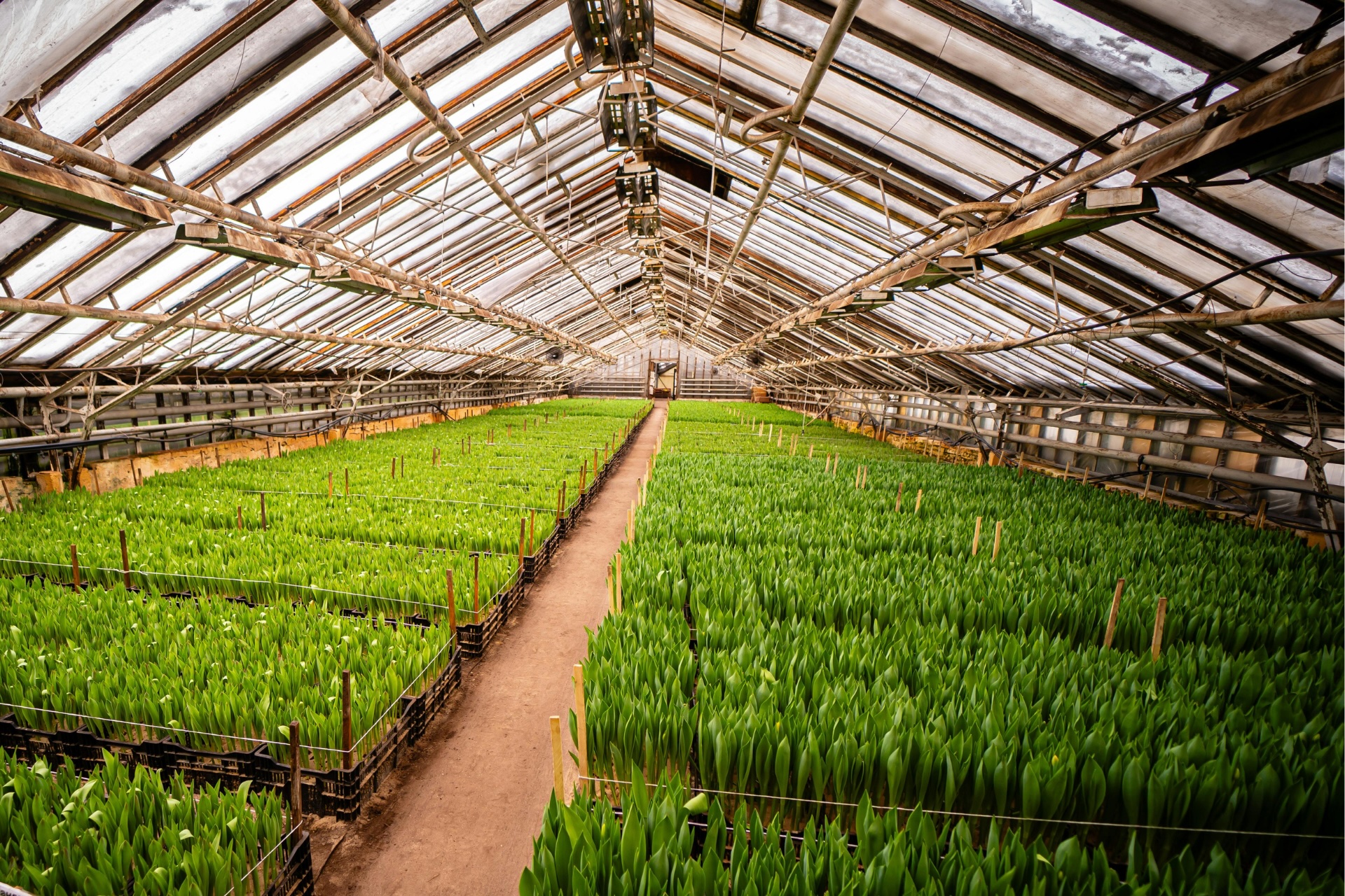 AI in Rural Agriculture: What’s Available, What’s Missing, and What It Means